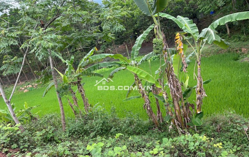 Chính chủ bán 720m2 đất làm homestay ở Pà Cò, Hang Kia giá 950tr