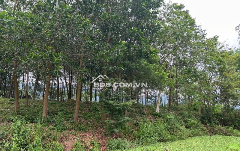 Cần bán gấp 3000m đất trong đó 400m thổ cư,còn lại là đất vườn trồng cây tại Mai Châu,HOà Bình