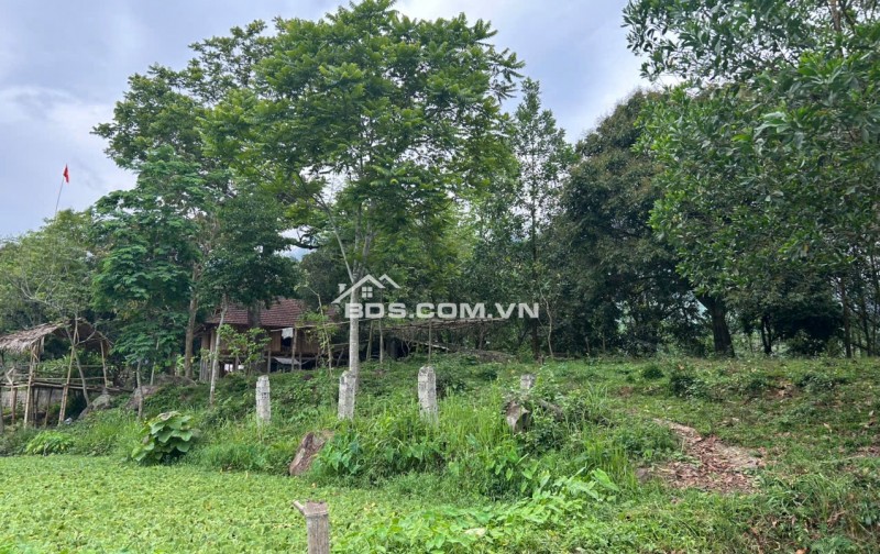 Cần bán gấp 3000m đất trong đó 400m thổ cư,còn lại là đất vườn trồng cây tại Mai Châu,HOà Bình
