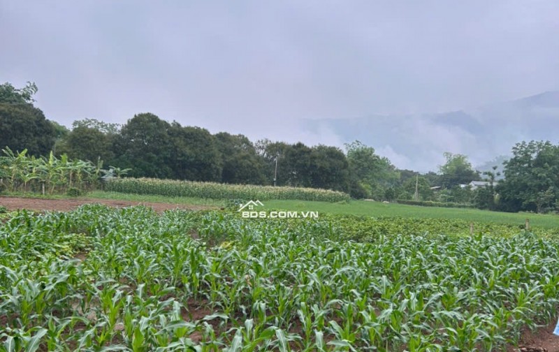 Bán 3800m2 đất vườn + thổ cư đã có sổ chỉ cần sang tên giá 1 tỷ 500tr tại Mai Châu Hòa bình