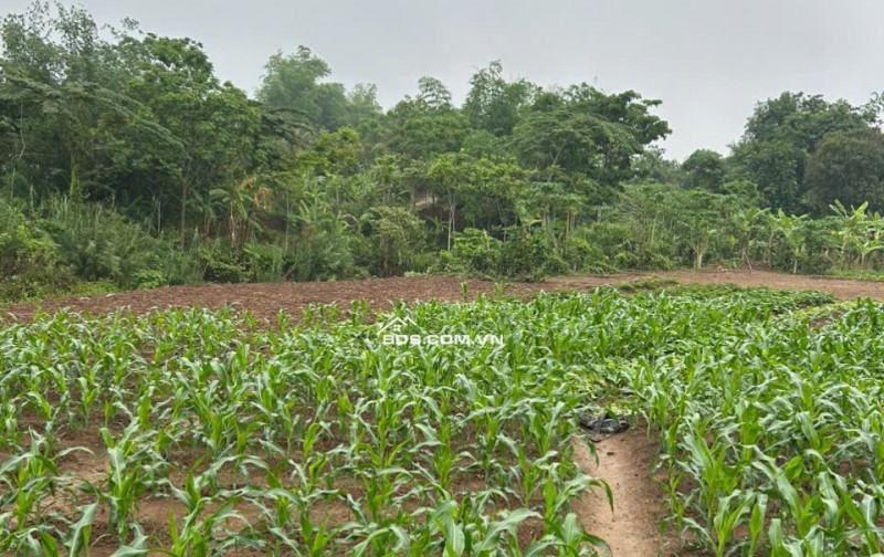 Bán 3800m2 đất vườn + thổ cư đã có sổ chỉ cần sang tên giá 1 tỷ 500tr tại Mai Châu Hòa bình