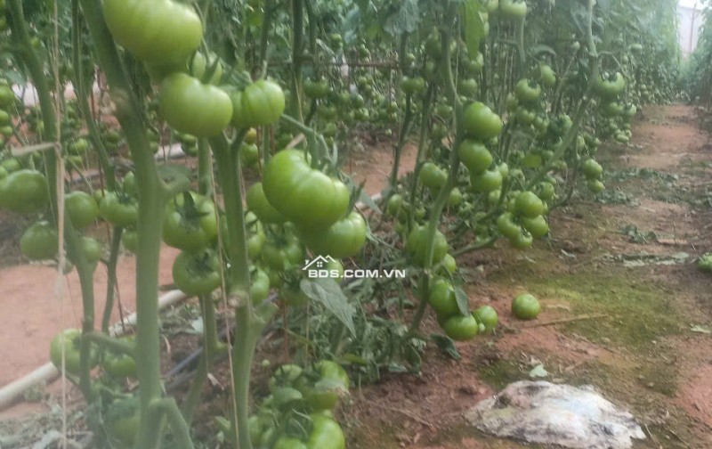 Bán lô đất tại phường 5 nối liền với xã Tà Nung, TP.Đà Lạt, tỉnh Lâm Đồng