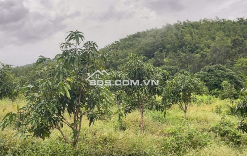 BÁN LÔ ĐẤT THÔN TÂY NAM, XÃ SÔNG CẦU, HUYỆN KHÁNH VĨNH, KHÁNH HOÀ.
