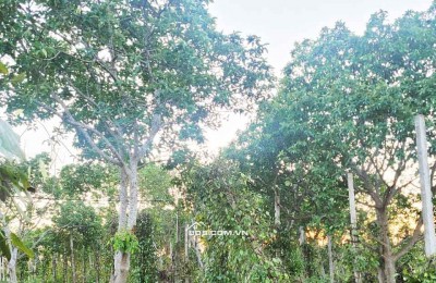CƠ HỘI ĐẦU TƯ – NGAY LÔ ĐẤT 1.3HA GIÁ CHỈ 650 TRIỆU/SÀO! CUÔR ĐĂNG GIÁP HÒA THUẬN-BUÔN MATHUỘT - ĐĂK LĂK