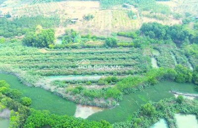 Bán 29.000m2 Đất Tại Ấp 2, Xã Thanh Hòa, Huyện Bù Đốp, Tỉnh Bình Phước.