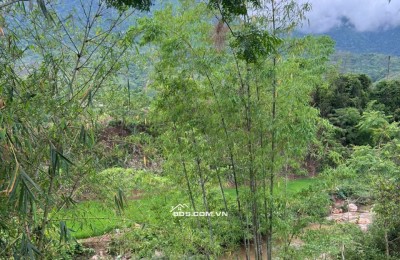 Cần bán gấp 3000m đất trong đó 400m thổ cư,còn lại là đất vườn trồng cây tại Mai Châu,HOà Bình