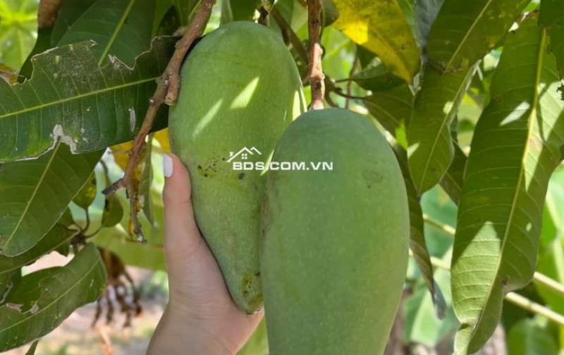 CHÍNH CHỦ BÁN VƯỜN XOÀI ĐỊNH QUÁN, VỊ TRÍ ĐẸP GẦN HỒ TRỊ AN