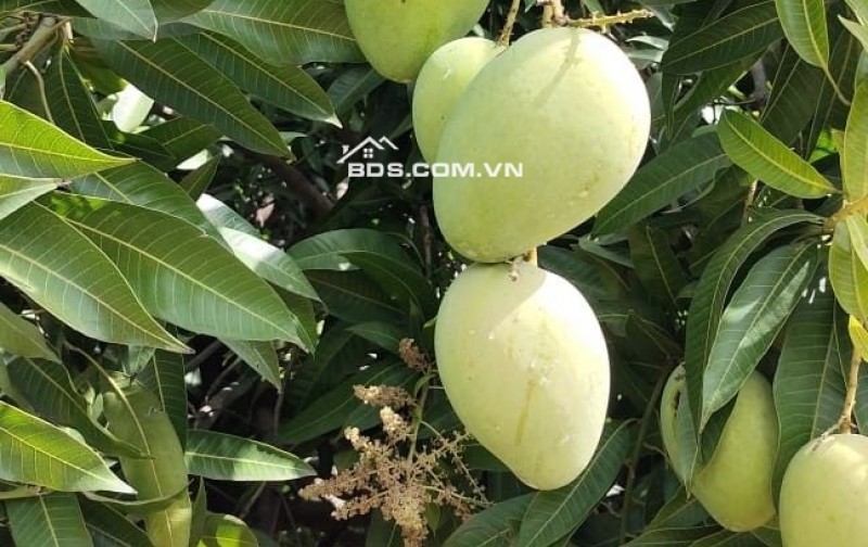 Bán đất giá 850 triệu/sào sở hữu có ngay một vườn trái cây lâu năm