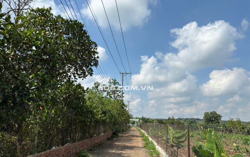 CHÍNH CHỦ BÁN VƯỜN XOÀI ĐỊNH QUÁN, VỊ TRÍ ĐẸP GẦN HỒ TRỊ AN