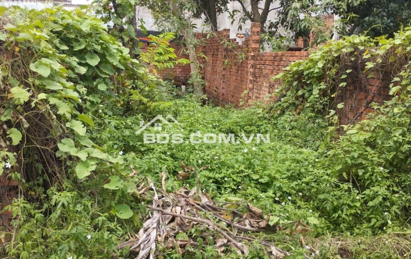 Bán gấp 60m2 đất trồng cây lâu năm Lê Văn Khương, Đông Thạnh Hóc Môn