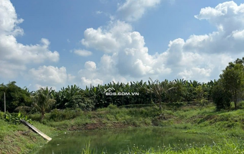 CHÍNH CHỦ BÁN VƯỜN XOÀI ĐỊNH QUÁN, VỊ TRÍ ĐẸP GẦN HỒ TRỊ AN