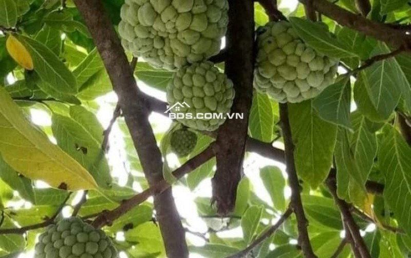 Bán đất giá 850 triệu/sào sở hữu có ngay một vườn trái cây lâu năm