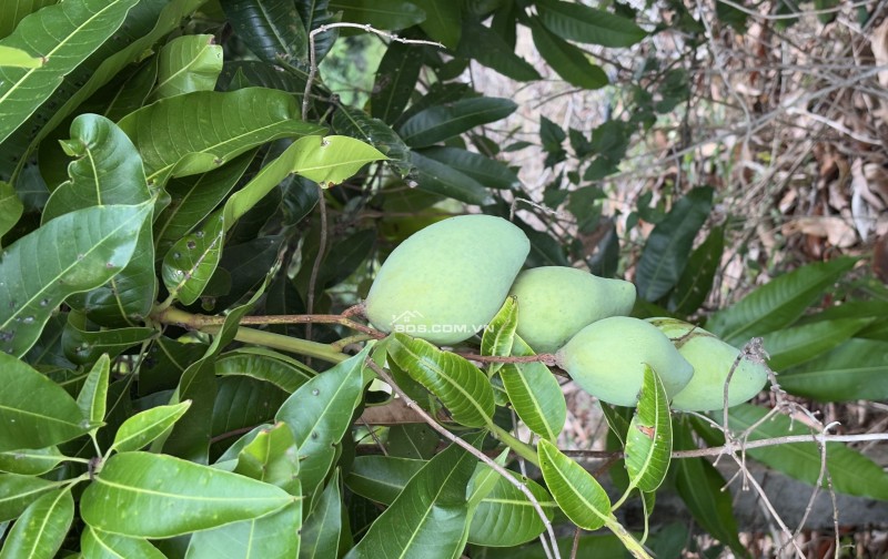 Chính chủ bán đất ngay Ngọc Định, Định Quán, Đồng Nai