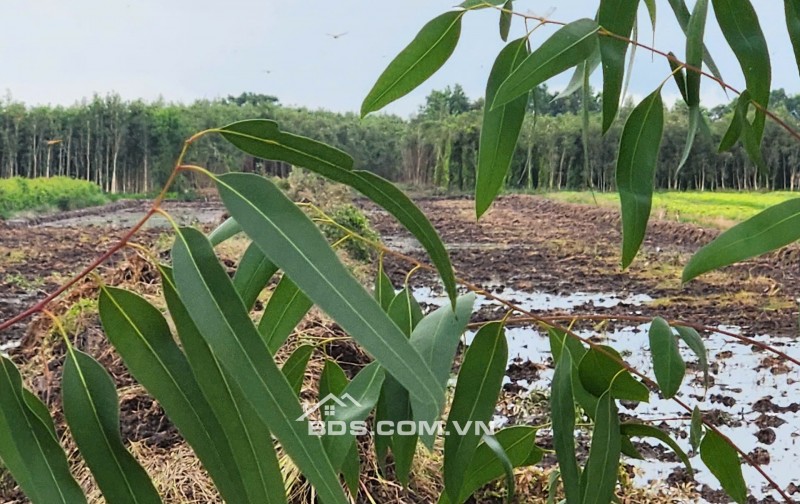 Bán đất mặt tiền giá cực rẻ chỉ 140tr/công