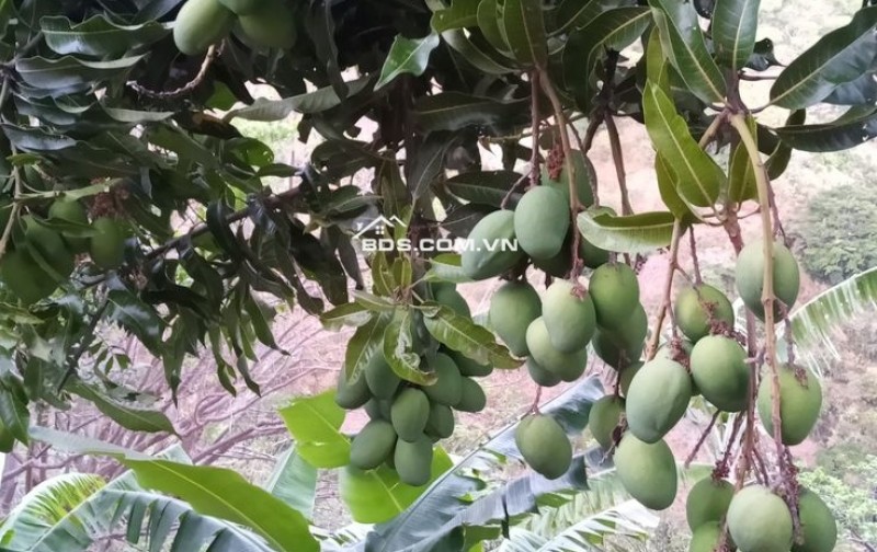 Chính chủ bán đất ngay Ngọc Định, Định Quán, Đồng Nai