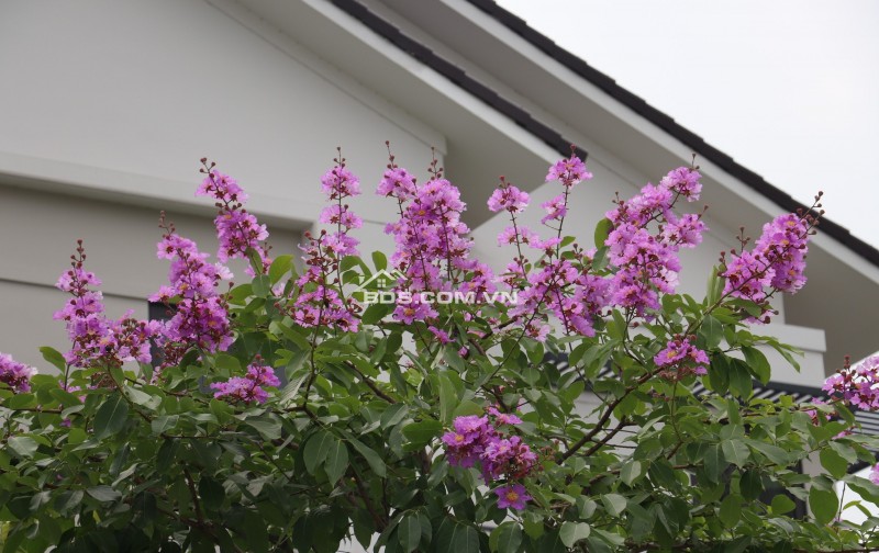 Biệt thự liền kề, biệt thự giá rẻ, biệt thự view sông