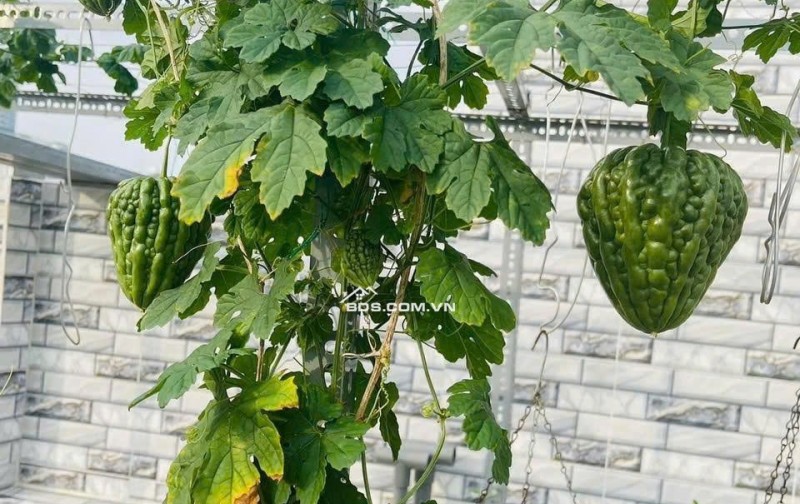 NHÀ MỚI 5 TẦNG Q10 – HXH – GIÁ CHỈ 5 TỶ 4 . LH:0988954579.