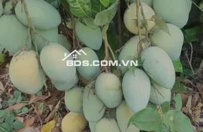CHÍNH CHỦ BÁN VƯỜN XOÀI ĐỊNH QUÁN, VỊ TRÍ ĐẸP GẦN HỒ TRỊ AN