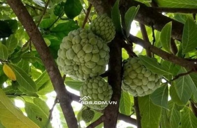 Bán đất giá 850 triệu/sào sở hữu có ngay một vườn trái cây lâu năm