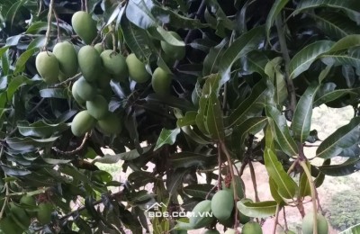 Chính chủ bán đất ngay Ngọc Định, Định Quán, Đồng Nai