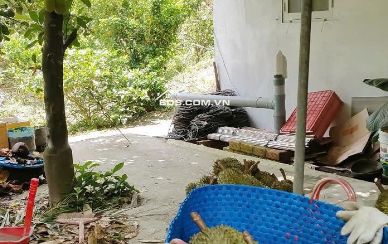Kẹt Vốn Bán Đất Vườn Sầu Riêng Thái Cây Đang Cho Thu Hoạch (4 năm) Tại Thị trấn Long Hồ, Long Hồ, Vĩnh Long