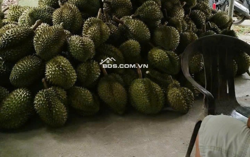 Kẹt Vốn Bán Đất Vườn Sầu Riêng Thái Cây Đang Cho Thu Hoạch (4 năm) Tại Thị trấn Long Hồ, Long Hồ, Vĩnh Long