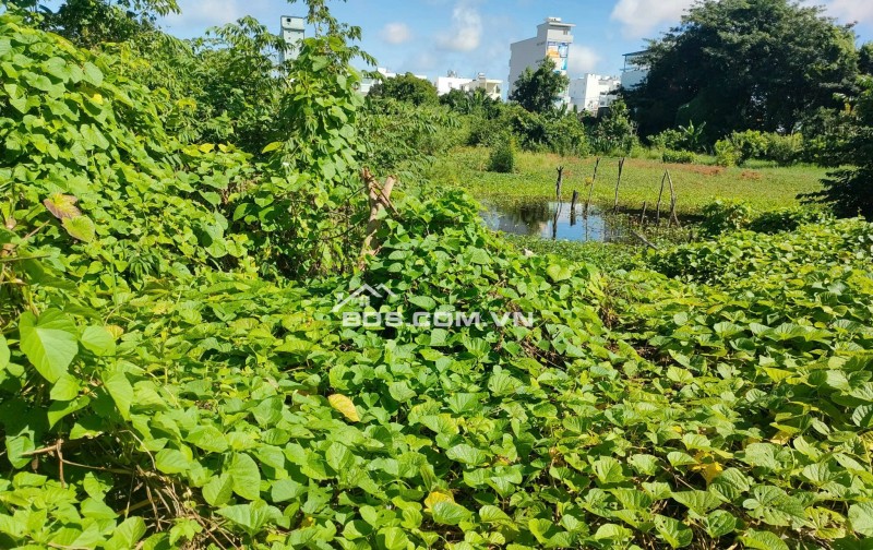 Chính Chủ Bán Đất 2 Mặt Tiền Vườn Cây Lâu Năm Tại Phường Châu Phú B, TP Châu Đốc, An Giang.