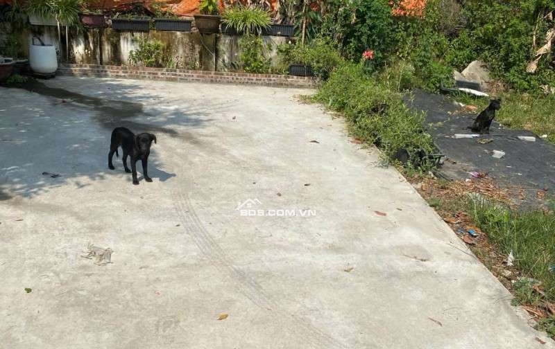 Cần Bán Gấp – Lô Đất Vườn Gần Đình Làng Yến Nê, Diện Tích 300m² – Thích Hợp Làm Nhà Vườn, An Cư Lý Tưởng