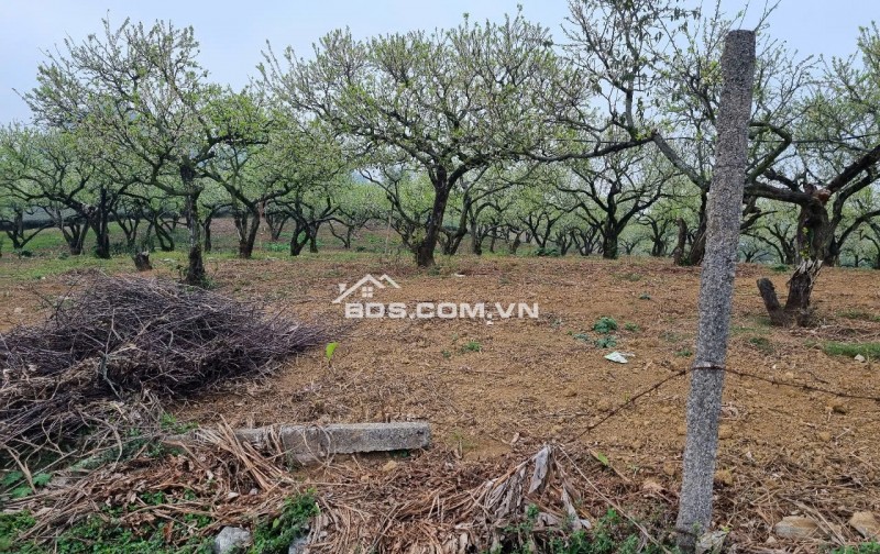  7.000M² ĐẤT ĐẸP MỘC CHÂU – LÝ TƯỞNG LÀM FARMSTAY, HOMESTAY NGHỈ DƯỠNG 