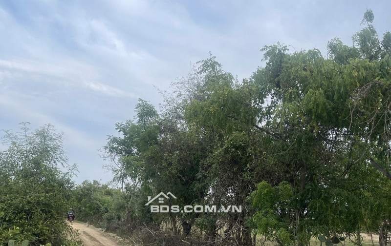 Kẹt tiền bán 6640m2 giá 3,2 tỷ, sổ đỏ, gần khu du lịch Mũi Dinh, Ninh Phước, Ninh Thuận