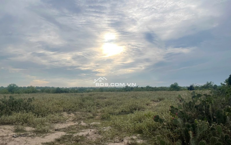 Kẹt tiền bán 6640m2 giá 3,2 tỷ, sổ đỏ, gần khu du lịch Mũi Dinh, Ninh Phước, Ninh Thuận