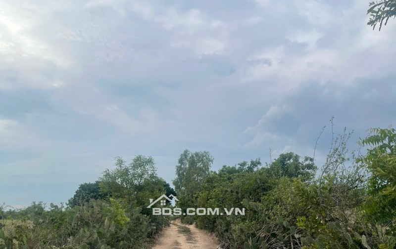 Kẹt tiền bán 6640m2 giá 3,2 tỷ, sổ đỏ, gần khu du lịch Mũi Dinh, Ninh Phước, Ninh Thuận