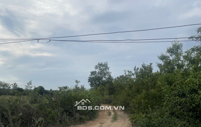 Kẹt tiền bán 6640m2 giá 3,2 tỷ, sổ đỏ, gần khu du lịch Mũi Dinh, Ninh Phước, Ninh Thuận