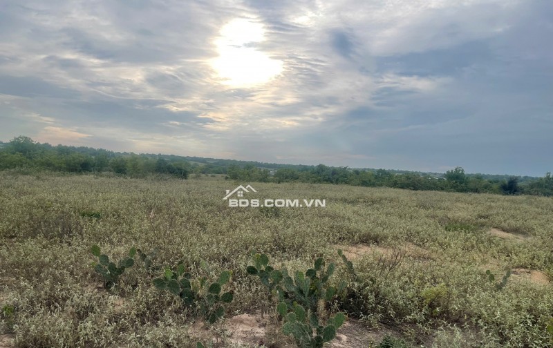 Kẹt tiền bán 6640m2 giá 3,2 tỷ, sổ đỏ, gần khu du lịch Mũi Dinh, Ninh Phước, Ninh Thuận