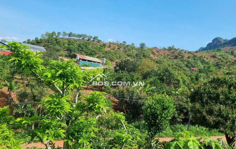 BÁN ĐẤT DU LỊCH MỘC CHÂU 1477M²_400M² THỔ CƯ_GIÁ CHỈ 2 TỶ