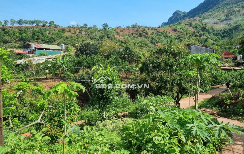 BÁN ĐẤT DU LỊCH MỘC CHÂU 1477M²_400M² THỔ CƯ_GIÁ CHỈ 2 TỶ