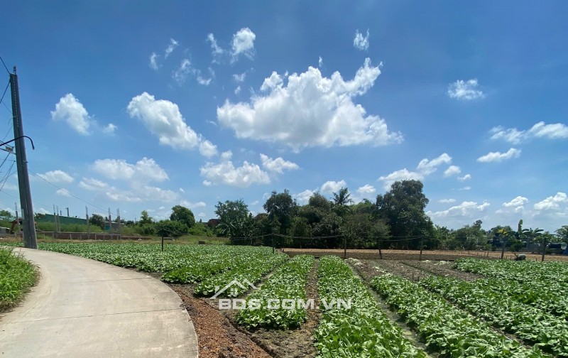 Bán 1000m2 thổ vườn Lộc Trung giá 3,5 tỷ thương lượng nhẹ