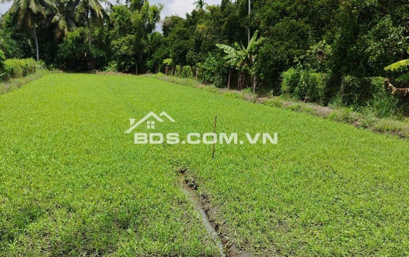 CHO THUÊ ĐẤT TRỒNG RAU MUỐNG – BÌNH MỸ, CỦ CHI – GIÁ RẺ