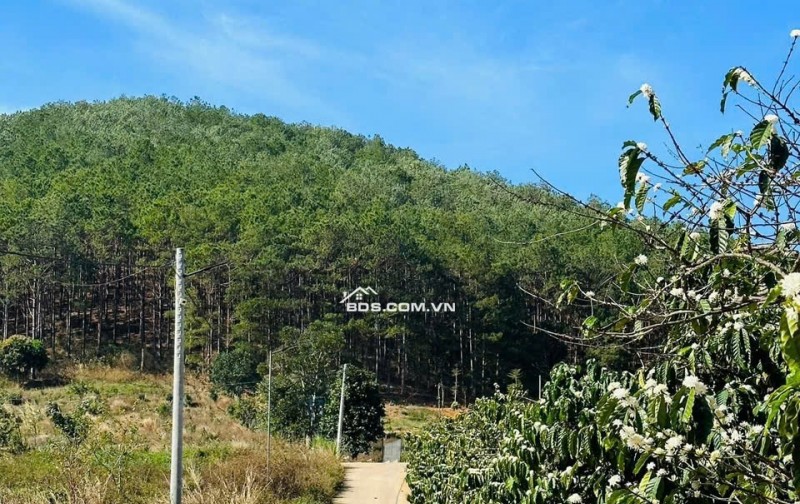 BÁN HOẶC CHO THUÊ BIỆT THỰ 420m2 - 3PN - SÁT DALAT, VIEW RỪNG THÔNG. LH:0909206662.