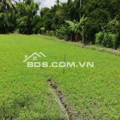 CHO THUÊ ĐẤT TRỒNG RAU MUỐNG – BÌNH MỸ, CỦ CHI – GIÁ RẺ CHỈ 1 TRIỆU/THÁNG