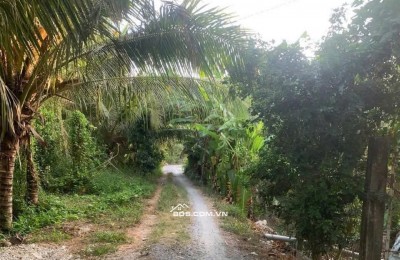 Kẹt Vốn Bán Đất Vườn Sầu Riêng Thái Cây Đang Cho Thu Hoạch (4 năm) Tại Thị trấn Long Hồ, Long Hồ, Vĩnh Long