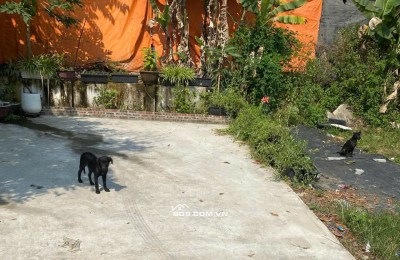 Cần Bán Gấp – Lô Đất Vườn Gần Đình Làng Yến Nê, Diện Tích 300m² – Thích Hợp Làm Nhà Vườn, An Cư Lý Tưởng