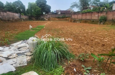 Chính chủ Bán đất  Đường Lạc Hồng, thị trấn Lâm Thao, Phú Thọ