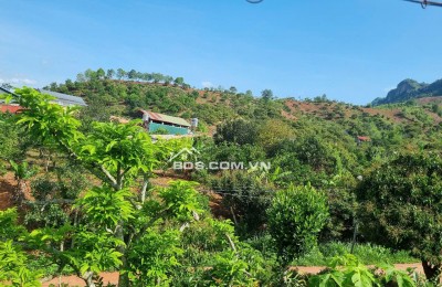 BÁN ĐẤT DU LỊCH MỘC CHÂU 1477M²_400M² THỔ CƯ_GIÁ CHỈ 2 TỶ