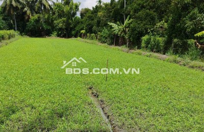 CHO THUÊ ĐẤT TRỒNG RAU MUỐNG – BÌNH MỸ, CỦ CHI – GIÁ RẺ