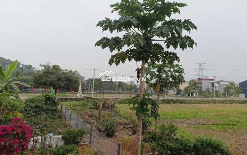 Bán gấp lô đất S = 74m2 tại thôn Vĩnh Phú, xã Phật Tích, Bắc Ninh