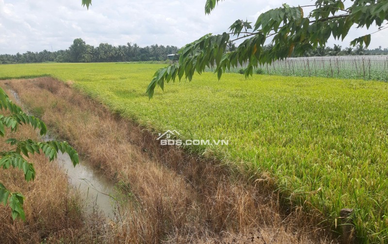 BÁN ĐẤT TẠI HUYỆN CHÂU THÀNH, TIỀN GIANG, 936,1 M2 SẴN SHR CHỈ 800 TRIỆU LH:0367463513.