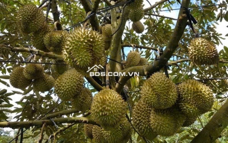 Cực phẩm nhà vườn ngay QL13 - Chơn Thành, liền kề KCN MH Hàn Quốc