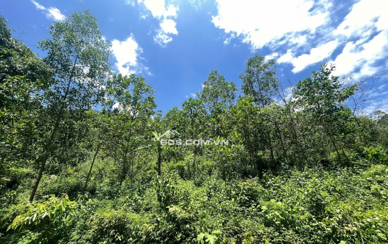 Tôi chính chủ cần bán gấp 700m thổ cư view cực đẹp, giá cực rẻ tại Kim Bôi Hòa Bình