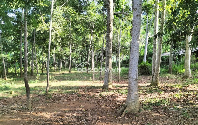 Cần bán gấp 2965m thổ cư siêu đẹp, xanh mát tại Bãi Chạo Kim Bôi Hòa Bình giá chỉ nhỉnh 1tr/m2